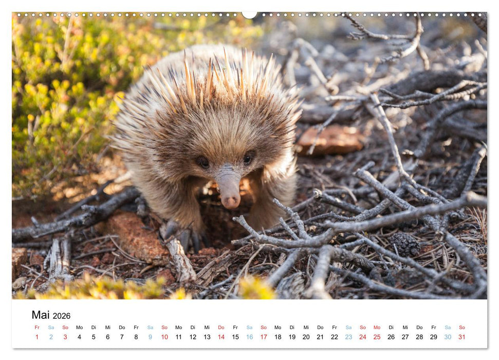 Australiens wunderbare Tiere (CALVENDO Premium Wandkalender 2026)