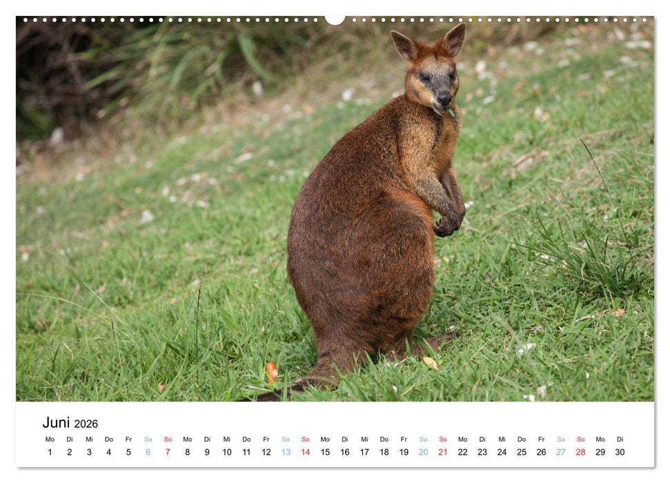 Australiens wunderbare Tiere (CALVENDO Premium Wandkalender 2026)