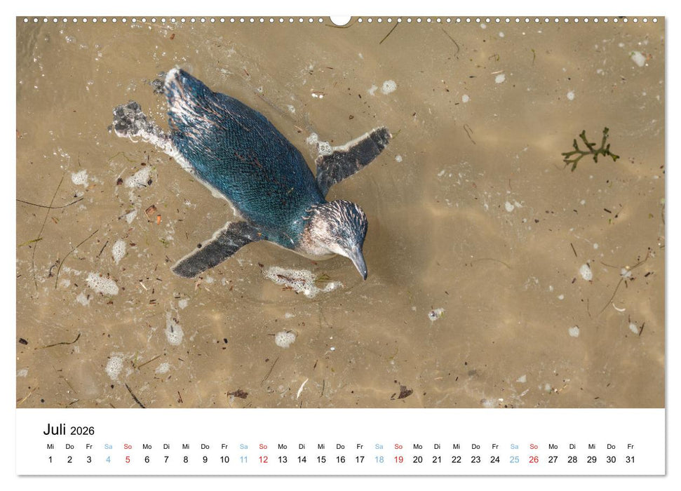 Australiens wunderbare Tiere (CALVENDO Premium Wandkalender 2026)