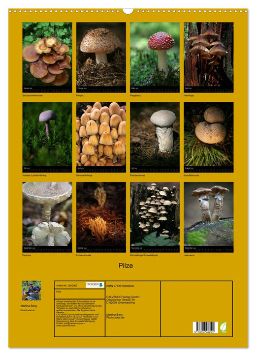 Pilze (CALVENDO Wandkalender 2026)