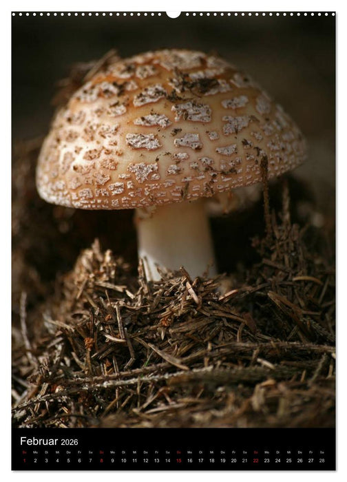 Pilze (CALVENDO Wandkalender 2026)