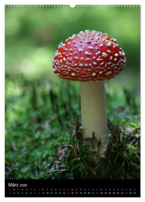 Pilze (CALVENDO Wandkalender 2026)