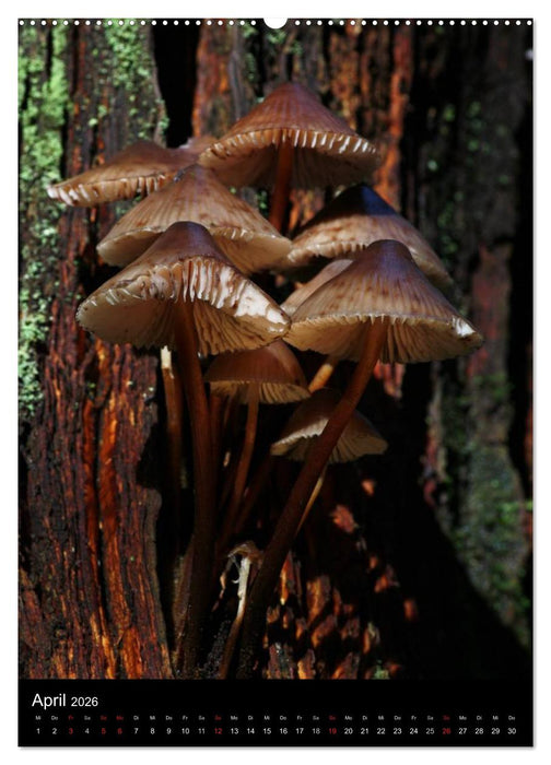 Pilze (CALVENDO Wandkalender 2026)