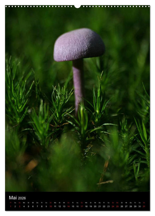 Pilze (CALVENDO Wandkalender 2026)