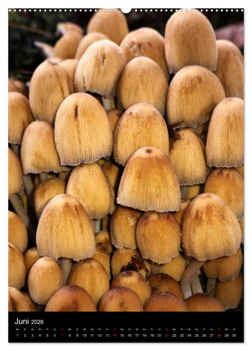 Pilze (CALVENDO Wandkalender 2026)