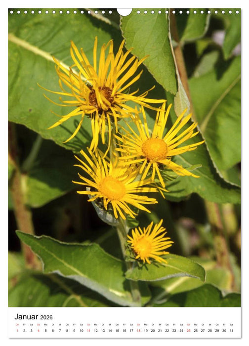 Aus alten Klostergärten (CALVENDO Wandkalender 2026)