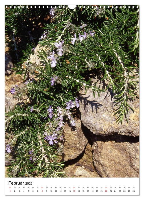 Aus alten Klostergärten (CALVENDO Wandkalender 2026)