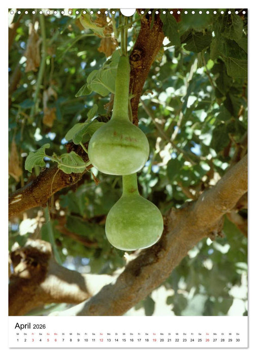 Aus alten Klostergärten (CALVENDO Wandkalender 2026)