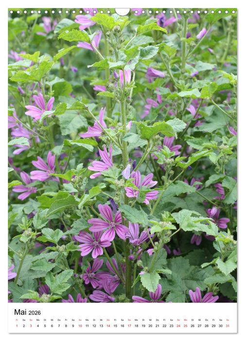 Aus alten Klostergärten (CALVENDO Wandkalender 2026)