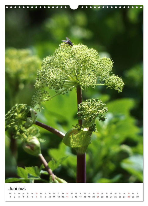 Aus alten Klostergärten (CALVENDO Wandkalender 2026)
