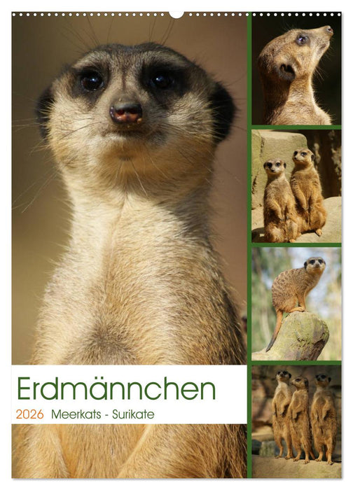 Erdmännchen-Meerkats-Surikate (CALVENDO Wandkalender 2026)