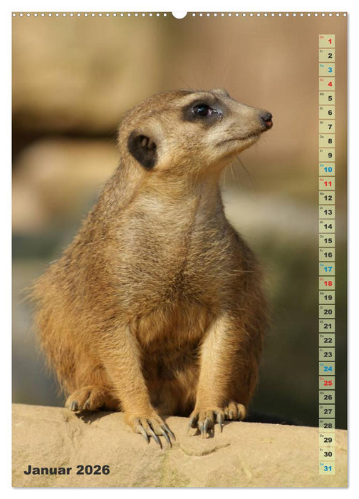 Erdmännchen-Meerkats-Surikate (CALVENDO Wandkalender 2026)