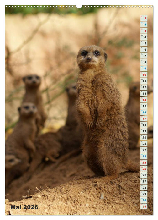 Erdmännchen-Meerkats-Surikate (CALVENDO Wandkalender 2026)