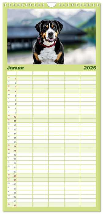 Große Schweizer - Gigantische Sennenhunde (CALVENDO Familienplaner 2026)