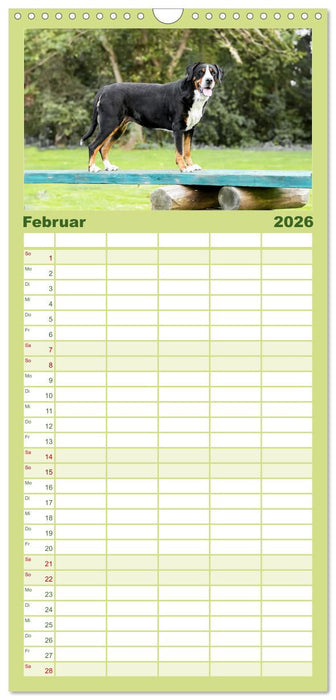 Große Schweizer - Gigantische Sennenhunde (CALVENDO Familienplaner 2026)