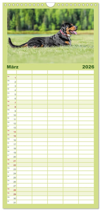 Große Schweizer - Gigantische Sennenhunde (CALVENDO Familienplaner 2026)
