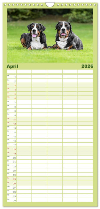 Große Schweizer - Gigantische Sennenhunde (CALVENDO Familienplaner 2026)