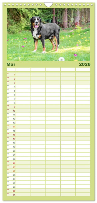 Große Schweizer - Gigantische Sennenhunde (CALVENDO Familienplaner 2026)