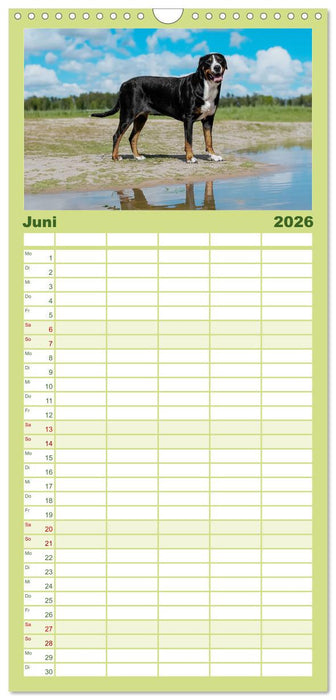 Große Schweizer - Gigantische Sennenhunde (CALVENDO Familienplaner 2026)