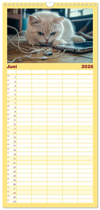 Momente eines Katzenbesitzers - Chaos der Samtpfoten (CALVENDO Familienplaner 2026)