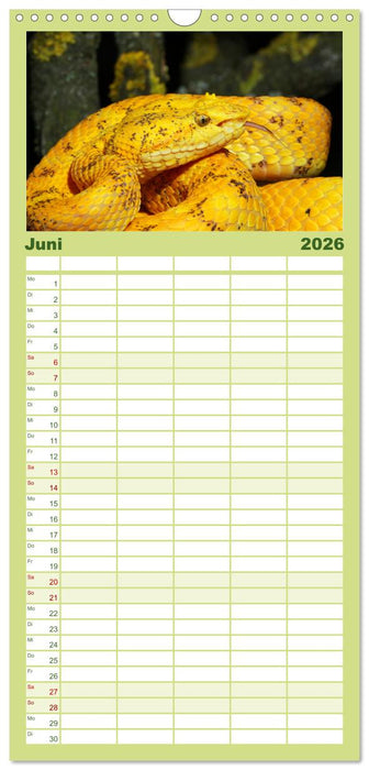 Faszination Giftschlangen (CALVENDO Familienplaner 2026)