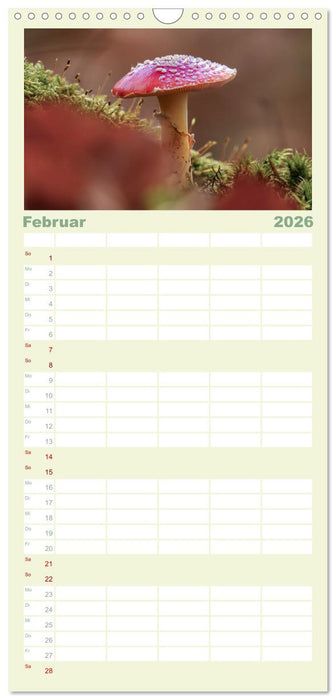 Die Welt der Fliegenpilze (CALVENDO Familienplaner 2026)