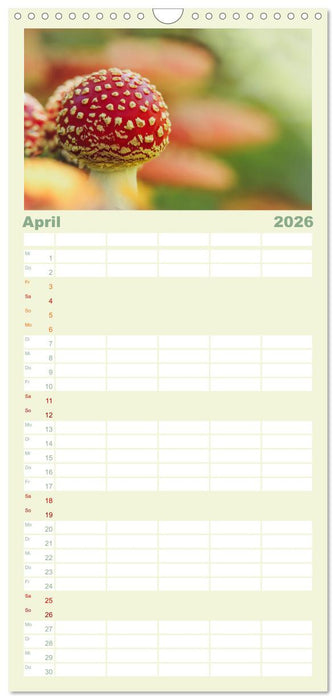 Die Welt der Fliegenpilze (CALVENDO Familienplaner 2026)