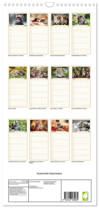 Zauberhafte Katzenbabys (CALVENDO Familienplaner 2026)