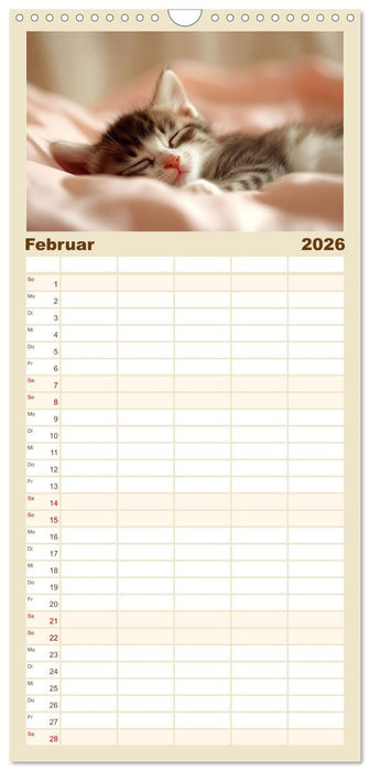 Zauberhafte Katzenbabys (CALVENDO Familienplaner 2026)