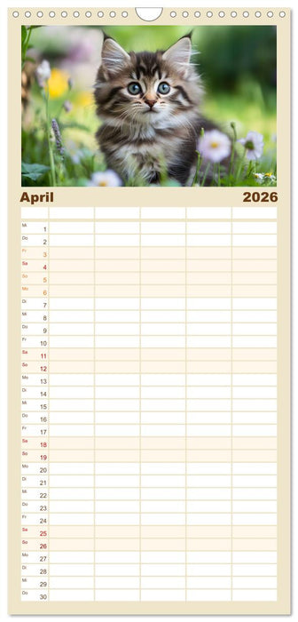 Zauberhafte Katzenbabys (CALVENDO Familienplaner 2026)
