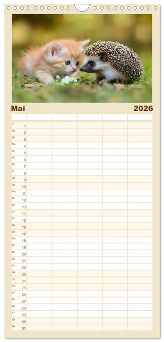 Zauberhafte Katzenbabys (CALVENDO Familienplaner 2026)