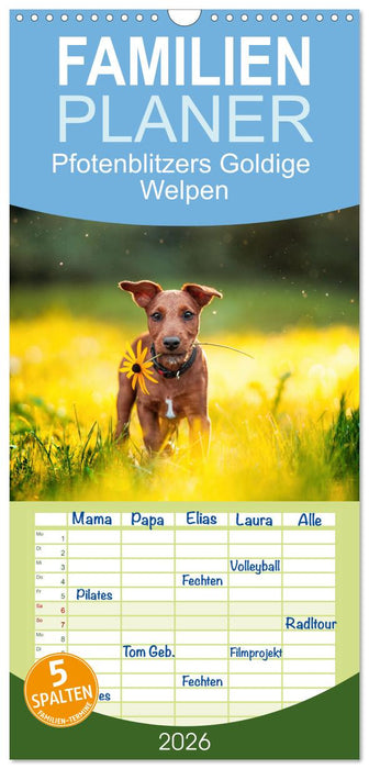 Goldige Welpen (CALVENDO Familienplaner 2026)
