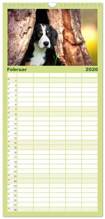 Goldige Welpen (CALVENDO Familienplaner 2026)