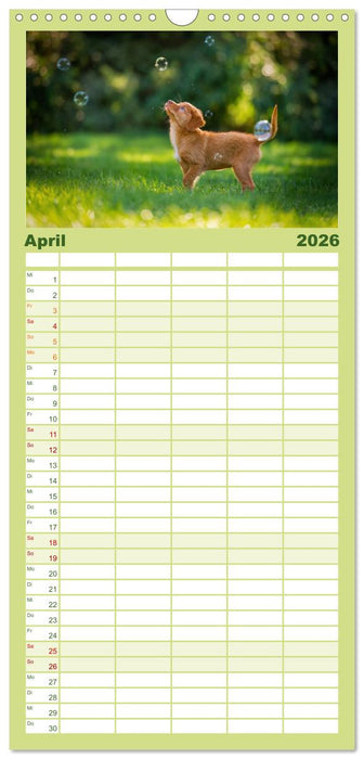 Goldige Welpen (CALVENDO Familienplaner 2026)