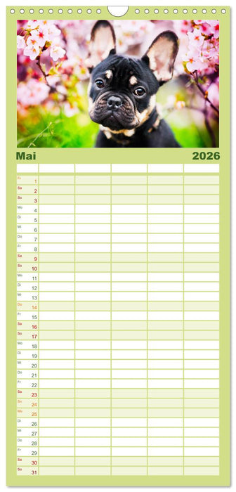 Goldige Welpen (CALVENDO Familienplaner 2026)