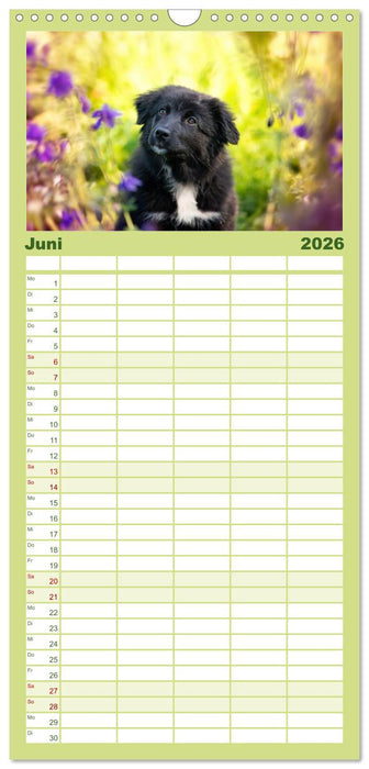 Pfotenblitzers Goldige Welpen (CALVENDO Familienplaner 2026)