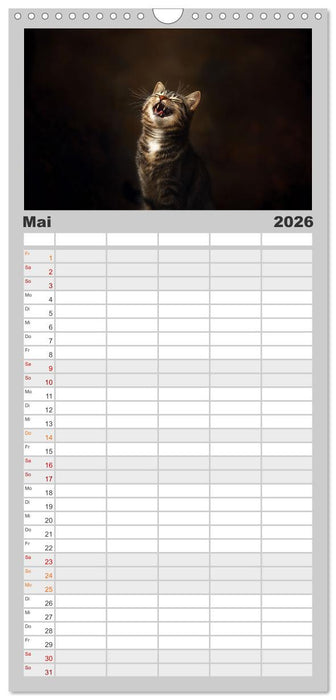 Auch Katzen lachen gern (CALVENDO Familienplaner 2026)