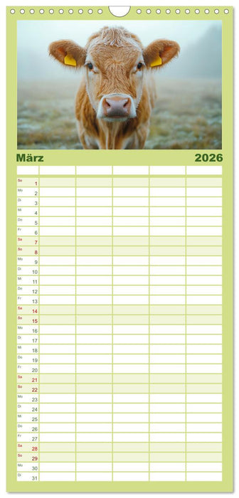 KÜHE AUF DER ALM – Der Kalender aus Bayern (CALVENDO Familienplaner 2026)
