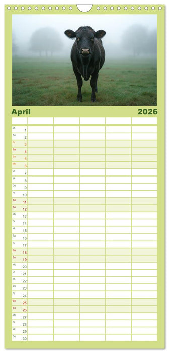 KÜHE AUF DER ALM – Der Kalender aus Bayern (CALVENDO Familienplaner 2026)