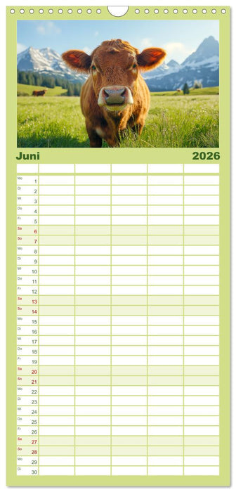 KÜHE AUF DER ALM – Der Kalender aus Bayern (CALVENDO Familienplaner 2026)