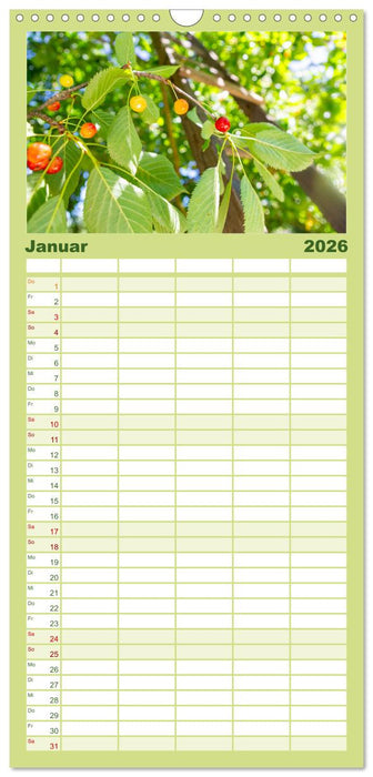 Kirschen aus dem Garten – Erntekalender (CALVENDO Familienplaner 2026)