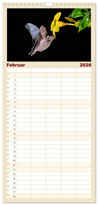 Fledermäuse - kleine Vampire (CALVENDO Familienplaner 2026)