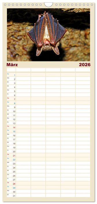 Fledermäuse - kleine Vampire (CALVENDO Familienplaner 2026)