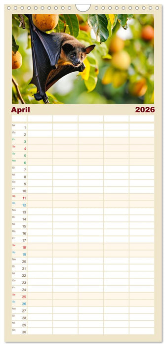 Fledermäuse - kleine Vampire (CALVENDO Familienplaner 2026)