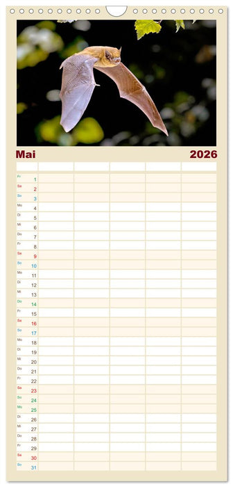Fledermäuse - kleine Vampire (CALVENDO Familienplaner 2026)