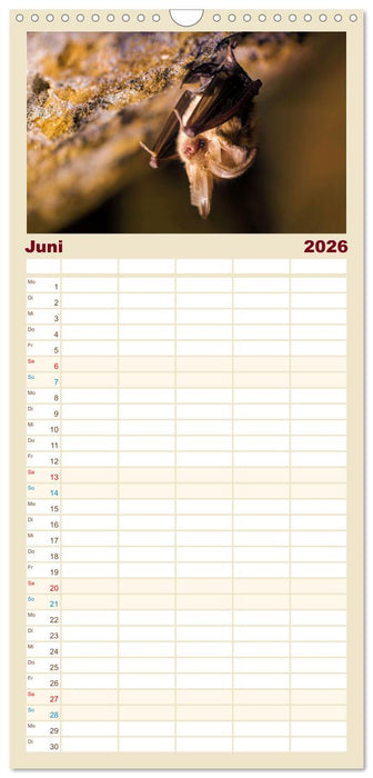 Fledermäuse - kleine Vampire (CALVENDO Familienplaner 2026)