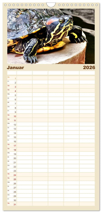 Schmuckschildkröten - Schmuckstücke der Natur (CALVENDO Familienplaner 2026)