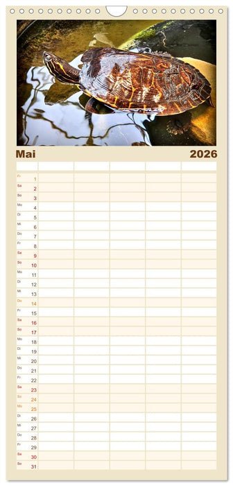 Schmuckschildkröten - Schmuckstücke der Natur (CALVENDO Familienplaner 2026)