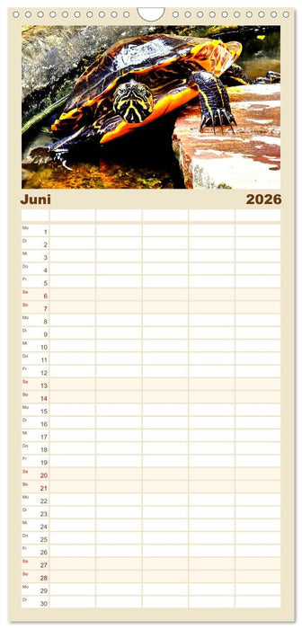 Schmuckschildkröten - Schmuckstücke der Natur (CALVENDO Familienplaner 2026)