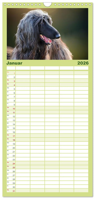 Windhunde im Portrait (CALVENDO Familienplaner 2026)